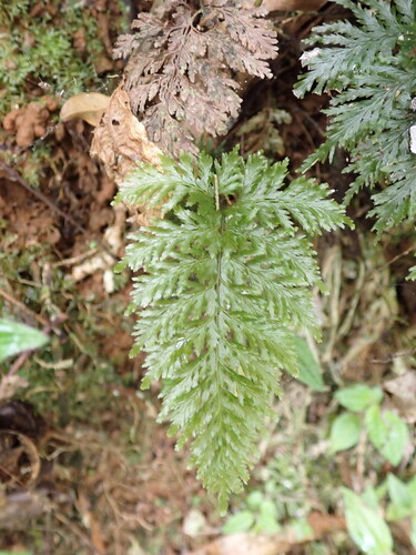 Abrodictyum dentatum observed 2026-07-28