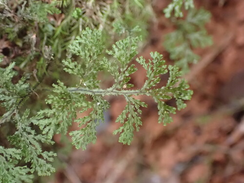 Hymenophyllum denticulatum observed 2026-07-28