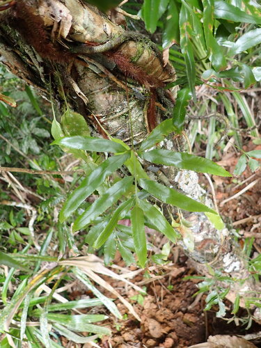 Davallia pentaphylla observed 2026-07-28
