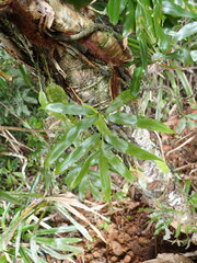 Leon Perrie, CC BY, iNaturalist via GBIF Davallia pentaphylla, photograph Leon Perrie, CC BY, iNaturalist via GBIF