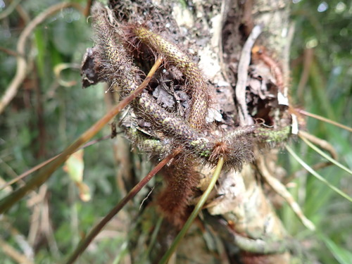 Davallia pentaphylla, photograph 3