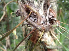 Leon Perrie, CC BY, iNaturalist via GBIF Davallia pentaphylla, photograph Leon Perrie, CC BY, iNaturalist via GBIF