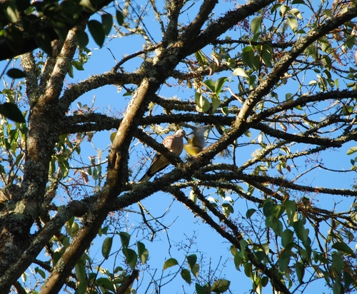 Spotted Dove
