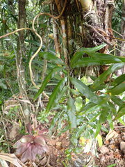 Leon Perrie, CC BY, iNaturalist via GBIF Davallia pentaphylla, photograph Leon Perrie, CC BY, iNaturalist via GBIF