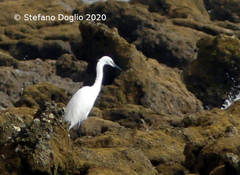 Egretta garzetta