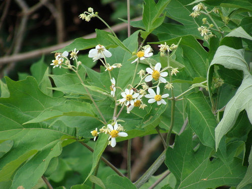 Montanoa hibiscifolia, photograph 4