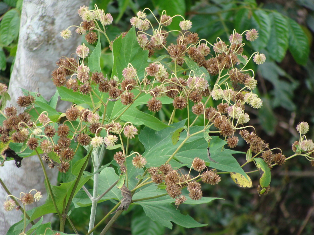 Montanoa hibiscifolia; photograph (c) Alexis López Hernández, some rights reserved (CC BY)