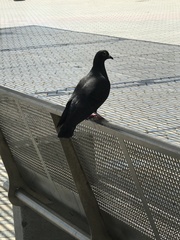 Columba livia domestica