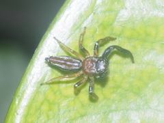 Thiania cupreonitens