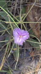 Thysanotus chinensis, photograph (c) Genevieve Early, some rights reserved (CC BY)