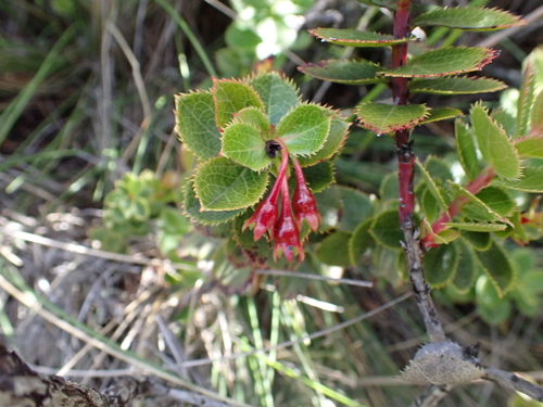 Vaccinium dentatum observed 2026-07-31
