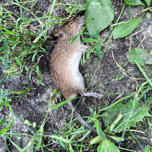 Striped Field Mouse