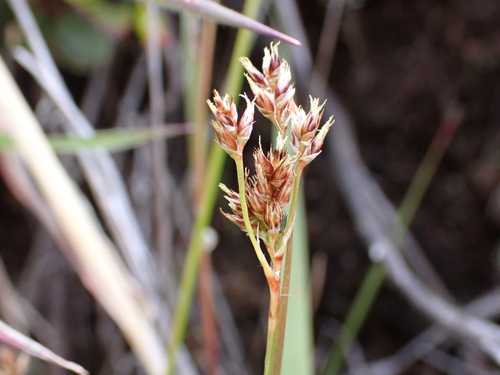 Luzula hawaiiensis observed 2026-07-31