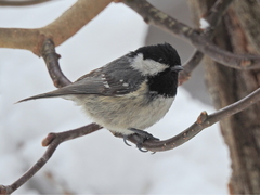 Periparus ater
