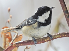 Periparus ater