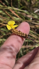 Xyris complanata