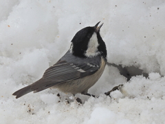 Periparus ater