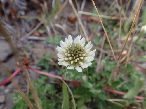 Trifolium repens observed 2026-07-31
