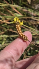 Xyris complanata, photograph (c) Genevieve Early, some rights reserved (CC BY)