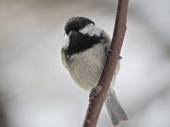 Periparus ater