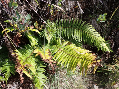 Dryopteris wallichiana observed 2026-07-31