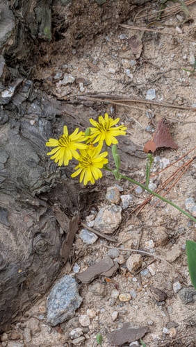Ixeris chinensis, photograph 4