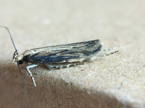 Chionodes ochreostrigella