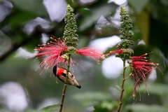 Dicaeum sanguinolentum