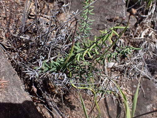 Pellaea ternifolia observed 2026-07-31