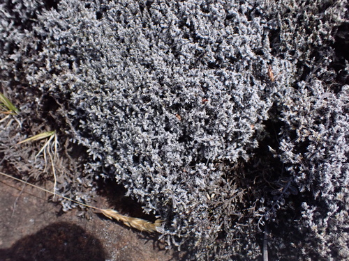 Racomitrium, 2026-07-31