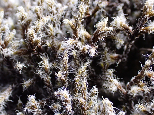 Racomitrium, 2026-07-31