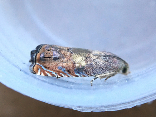 Filbertworm Moth