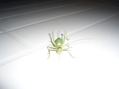 Ephippiger discoidalis