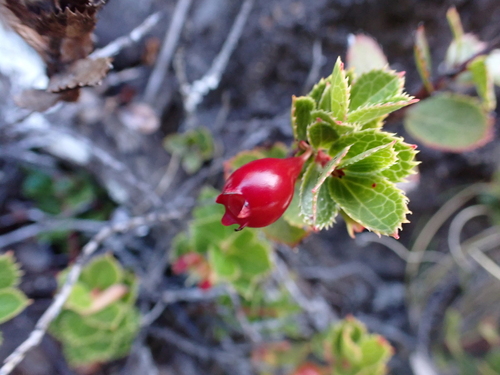 Vaccinium dentatum observed 2026-07-31