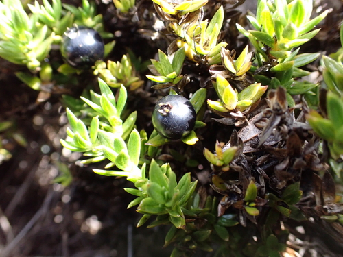 Coprosma ernodeoides observed 2026-07-31