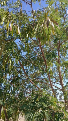 White leadtree