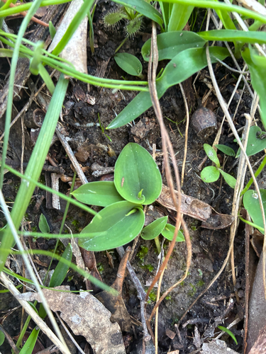 Rabbit Orchid