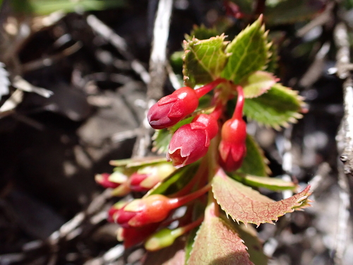 Vaccinium dentatum observed 2026-07-31