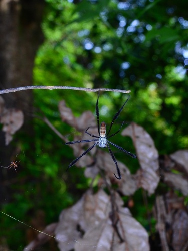 Hairy Golden Orb-weaving Spider