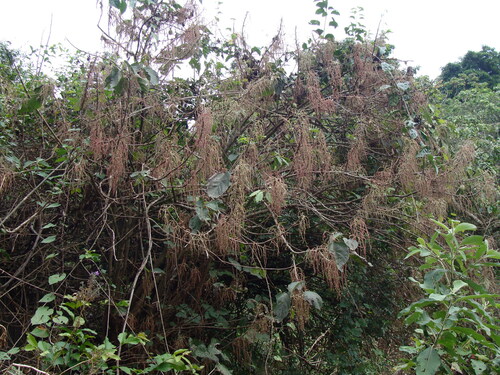 Myriocarpa longipes, photograph 5