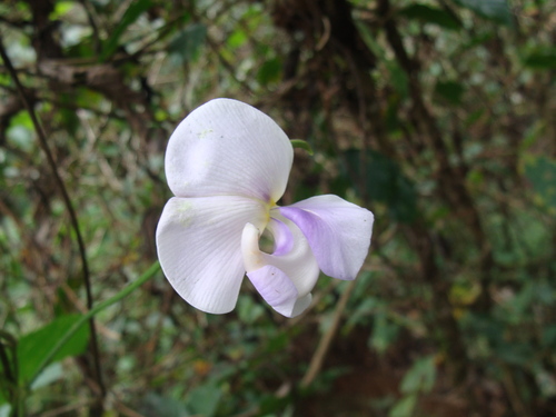 Vigna vexillata, photograph 1