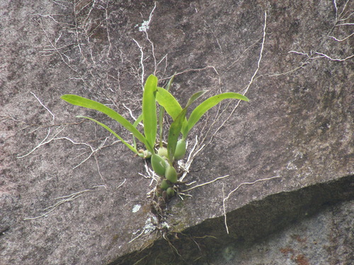 Prosthechea chacaoensis, photograph 4