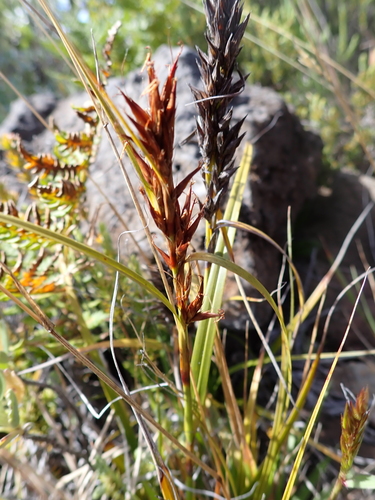 Morelotia gahniiformis observed 2026-07-31