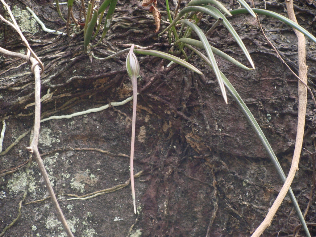 Brassavola appendiculata; photograph (c) Alexis López Hernández, some rights reserved (CC BY)