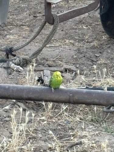 Domestic Budgerigar