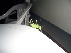 Ephippiger discoidalis