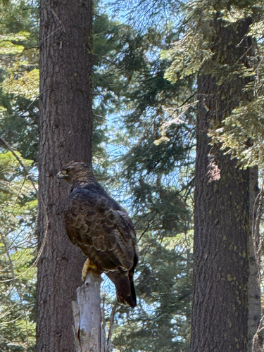 iNaturalist observation photo of Red-tailed Hawk