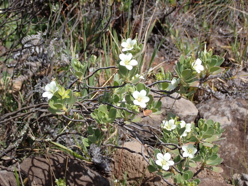 Geranium, 2026-07-31