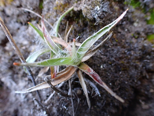 Luzula hawaiiensis observed 2026-07-31