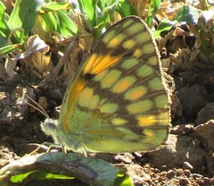 Colotis vesta